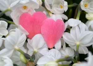 1378545_two_heart_shaped_flower_petals